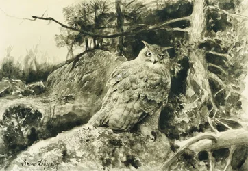 ワシミミズク（ワシミミズク）Bubo Bubo