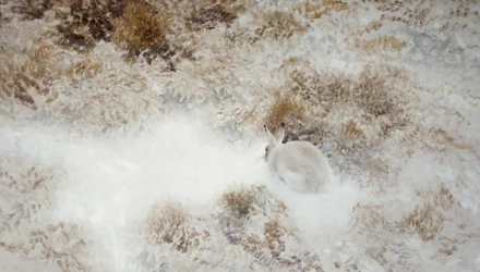 押されたうさぎ