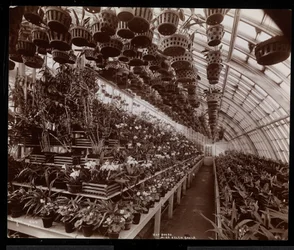 1894年、ニューヨークのタリータウンにあるヘレングールドの邸宅（後期のジェイグールド邸）にある温室の蘭（銀ゼラチンプリント）