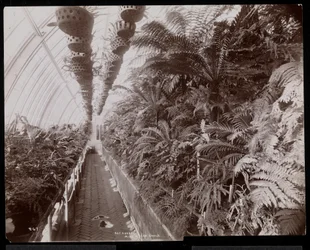 1894年、ニューヨーク州タリータウンのヘレングールド邸（ジェイグールド後期邸宅）の温室にある植物（銀ゼラチンプリント）