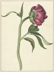 牡丹の花