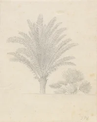 ヤシの木と葉のグループ