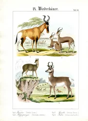 サバンナのアフリカ反芻動物