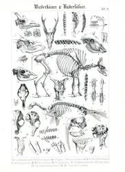 反芻動物と鰭脚類の解剖図解