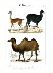 南アメリカとアジアのラクダ類