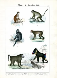 旧世界のサルの種類を増やす