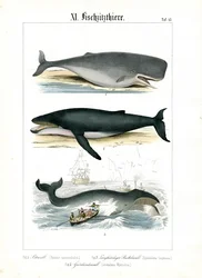 マッコウクジラ、ザトウクジラ、捕鯨