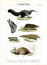 歯のない動物たち：アリクイ、ナマケモノ、アルマジロ