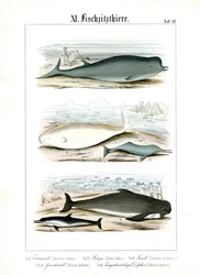 クジラとイルカの海洋生息地