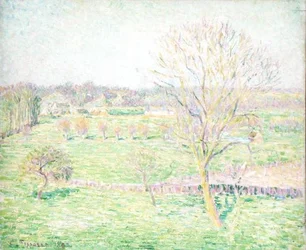 春のクルミの木がある畑