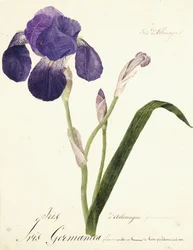 ドイツのアイリス;アイリスゲルマニカ、c。 1815-1851