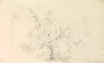 植物のスケッチと自然からの一里塚、1826 年 6 月 3 日
