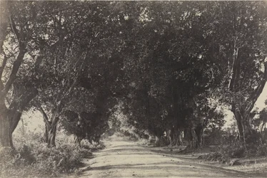 Banian Trees通り、セリンガム、インド、1858年。