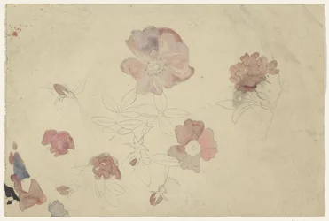 紫とピンクの花の研究