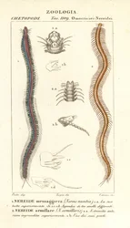Bar-toothed ネレイド Perinereis nuntia 1 とネレイド Syllis armillaris 2