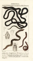 Bootlace ワーム、Lineus longissimus 1、Borlasia angliae 1、テングワーム、Cerebratulus bilineatus 2、Cerebratulus bilineatus 2、リボンワーム、Tubulanus polimorphus 3、Tubulanus elegans 4