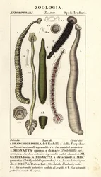 魚のヒルと淡水のヒル: Branchiobdellida 1、Pontobdella spinosa 2、Whitmania laevis 3、Hirudo vittata 4、Piscicola geometra 5、Ichthyobdella geometra 5、Geobdella trochetii 6
