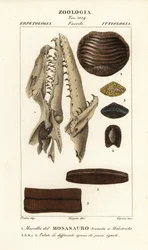 マーストリヒトで発見された絶滅したモソサウルスの頭骨の化石 1、および絶滅した魚の口蓋 2-5
