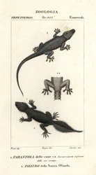 イエヤモリ Hemidactylus frenatus 1 とオオヤモリ Phyllurus platurus 2