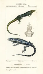 Jungle-runner、Ameiva ameiva、Lucertola ameiva 1 およびゴールデン テグ、Tupinambis teguixin、Safeguard of America