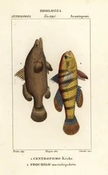 ナイルパーチ、Lates niloticus、スリーパーフィッシュまたはガジョン、Ophiocara macrolepidota