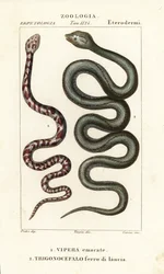 リングネックスピットコブラ、Hemachatus haemachatus 1、マルティニーク・ランスヘッド、Bothrops lanceolatus 2