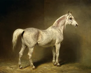 ヘルムートグラーフフォンモルトケの白いアラブの馬、「ベアトリス」、1855