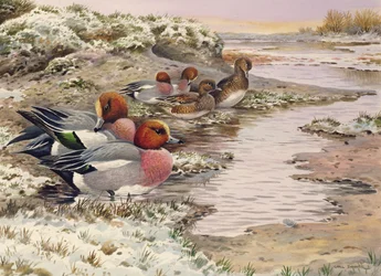 ウォッシュの夜明け-Wigeon