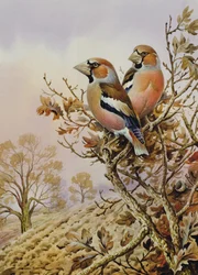 チャットフィンチのペア