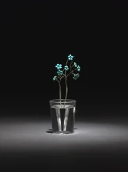 Forget-Me-Nots、1800年代後半-1900年代初頭