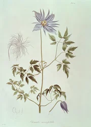 クレマチス・マクロペタラ、「Icones Plantarum Floram Rossicam」1829年より