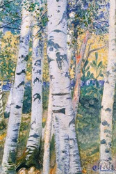 白樺の木、1910