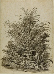 水辺の植物