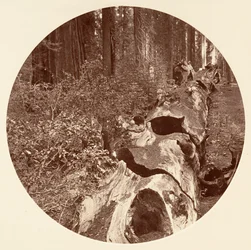 オールド レッキー - C. グローブ、カリフォルニア州。 1878年。