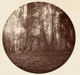 エンパイアステート。 C.グローブ、カリフォルニア州。 1878年。