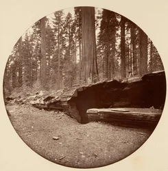 マンモス スリー グローブ ホテル カラベラス Co Cal., ca. 1878年。