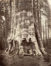 森の母、1865-66 年、印刷 1876年。