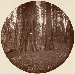 なし、約。 1878年。