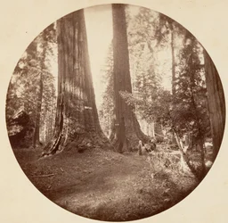 オールド ドミニオンとアンクル トムの酒場。 カラベラス グローブ、カリフォルニア州。 1878年。