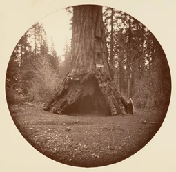 パイオニア キャビン - カリフォルニア州カラベラス グローブ 1878年。