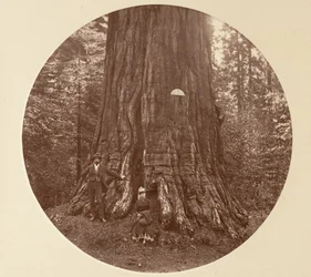 エンパイア ステート - C. グローブ、カリフォルニア州。 1878年。
