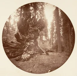 森の父 - 馬の背中。 カラベラス グローブ、カリフォルニア州。 1878年。