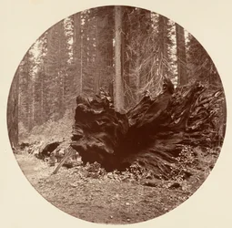 森の父 450 フィート C. グローブ、カリフォルニア州。 1878年。
