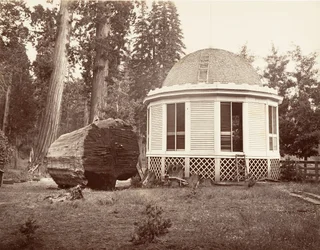 大きな木の切り株の上に建てられた家、1865-66年、印刷約。 1876年。