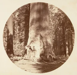 森の母 - Calaveras Grove, ca. 1878年。