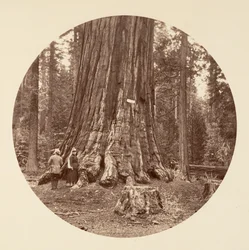 森の誇り - Calaveras Grove, ca. 1878年。