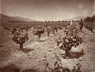 Camulos Ranch のぶどう園、1876 年、印刷 1876年。