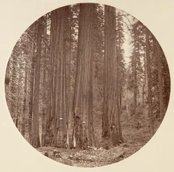 [カリフォルニア州ヨセミテ国立公園]、カリフォルニア州。 1878年。
