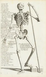 カルロ・チェーシによる人体骨格の解剖学的研究