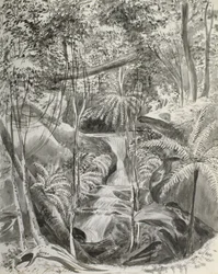 ジャングルスタディ、19世紀